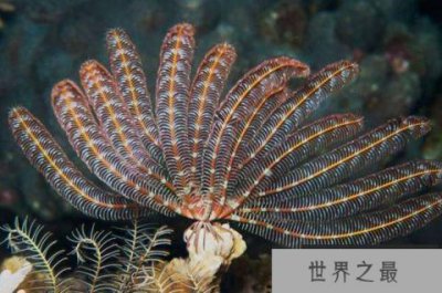 ​世界十大活化石动物 第一神似植物4.8亿年前已经出现