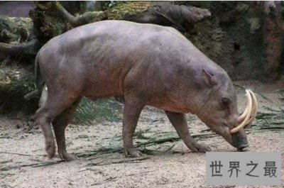 ​世界上最奇特的猪，不足4000头