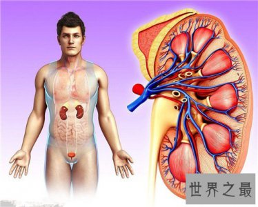 ​人体内脏图详细解析 人体内脏的工作时间介绍