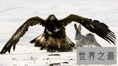 最残忍驯化猎鹰的方法：熬鹰