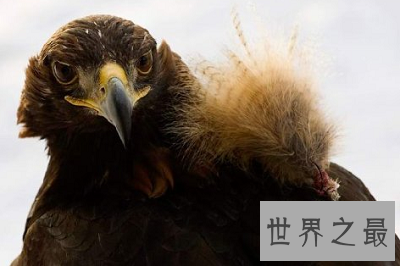 最残忍驯化猎鹰的方法：熬鹰
