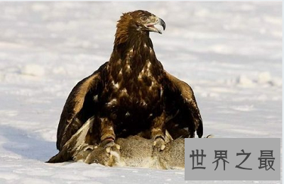 最残忍驯化猎鹰的方法：熬鹰