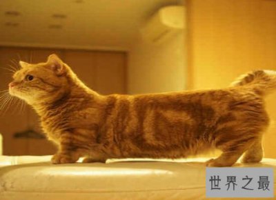 ​曼赤肯猫 号称“猫界柯基”萌的不要不要的 怎么也高冷不起来