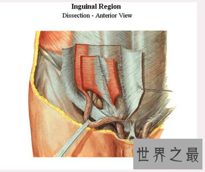 影响人体性功能的最隐私部位：腹股沟区