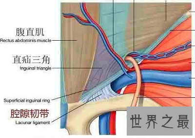 影响人体性功能的最隐私部位：腹股沟区