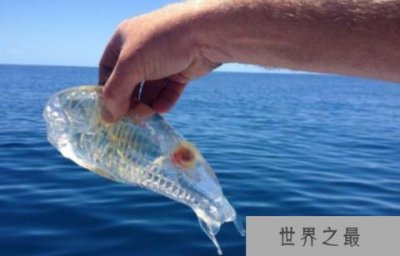 ​比海水还要清澈的鱼：樽海鞘全身透明，抓到赶紧放生