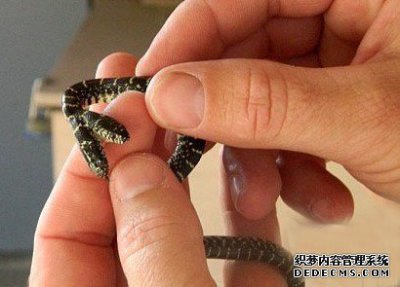 ​美园丁发明畸形“双头蛇” 两脑相争恐夭折