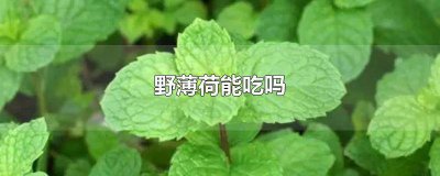 ​薄荷叶子能吃吗 野薄荷叶的功效与作用及禁忌