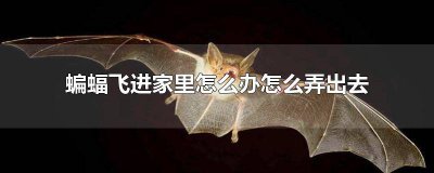 ​蝙蝠飞进家里怎么办怎么弄出去 蝙蝠飞到家里面怎么办