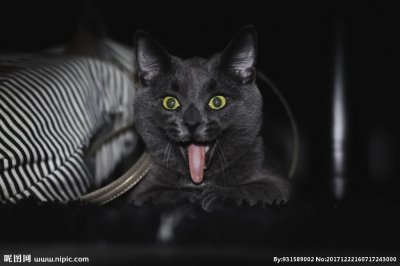 ​猫不能接近死人实验，强大的静电作用产生尸体直立