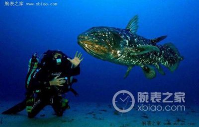 ​coral是什么牌子的手表(coral是什么牌子的包包)