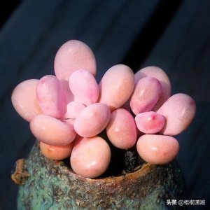 ​十大最贵多肉排行榜（比较名贵的多肉植物有哪几款）