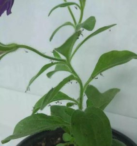 ​花里的小飞虫怎么消灭小窍门（3招消灭光室内养花小飞虫）