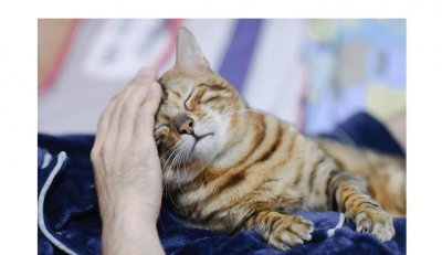 ​猫一直蹭来蹭去说明什么（猫咪为什么老是往人身上蹭）