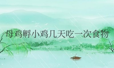 ​母鸡孵小鸡几天吃一次食物为好