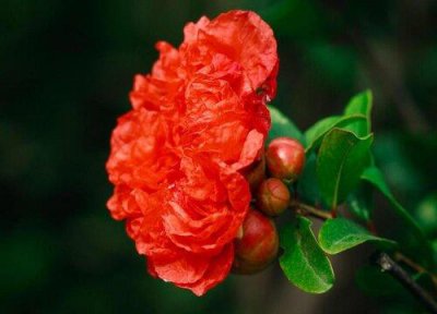 ​石榴花的颜色是什么色？是什么样的特征?