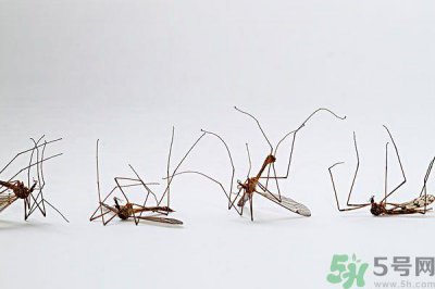 ​纱窗网密度蚊子能进去吗？纱窗能挡住蚊子吗？