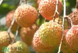 桂味荔枝和妃子笑哪个好吃？桂味荔枝和妃子笑区别
