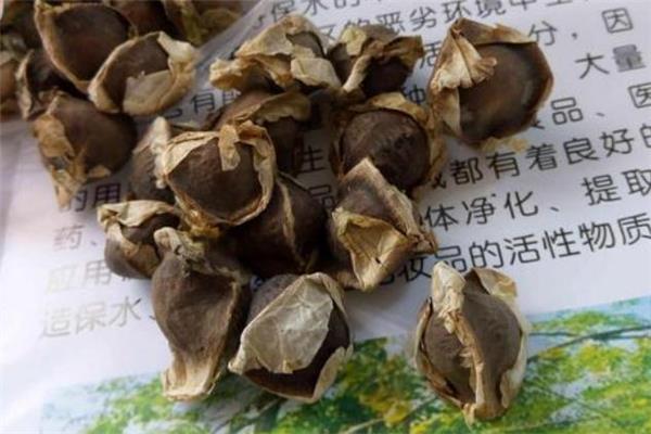 辣木籽吃多久才能看到效果 吃辣木籽为什么要多喝水
