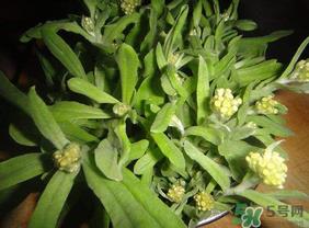 清明菜可以种植吗？清明菜怎么种植？