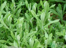 清明菜可以种植吗？清明菜怎么种植？