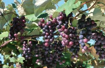 巨峰葡萄可以酿酒吗？巨峰葡萄怎么做葡萄酒？