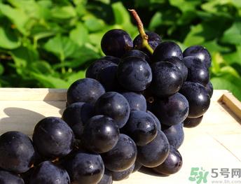巨峰葡萄可以酿酒吗？巨峰葡萄怎么做葡萄酒？