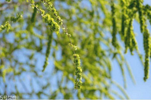 榆钱好吃吗 榆钱什么季节有