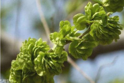 ​榆钱好吃吗 榆钱什么季节有
