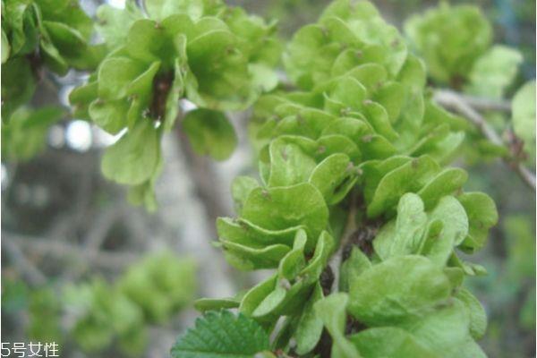 榆钱好吃吗 榆钱什么季节有