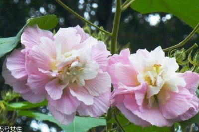 ​什么是木芙蓉呢 木芙蓉有什么作用呢