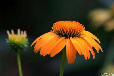 ​松果菊是一种什么植物呢 松果菊有什么作用呢