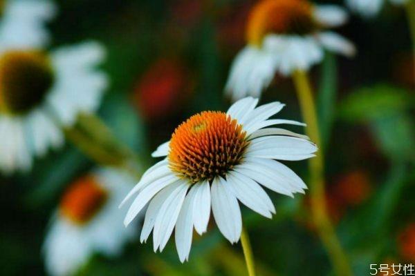 松果菊是一种什么植物呢 松果菊有什么作用呢
