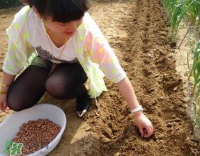 春天能种花生吗？春天什么时候种花生？