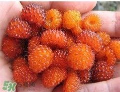 空心泡是否就是覆盆子？覆盆子是水果吗