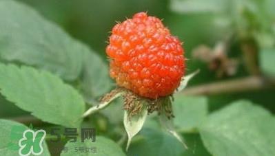 空心泡是否就是覆盆子？覆盆子是水果吗