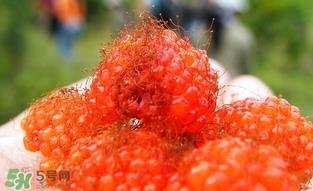 空心泡是否就是覆盆子？覆盆子是水果吗