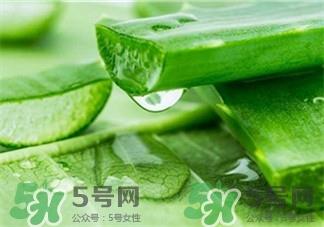 新鲜芦荟怎么做面膜?用新鲜芦荟做面膜好吗?