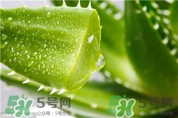 新鲜芦荟怎么做面膜?用新鲜芦荟做面膜好吗?