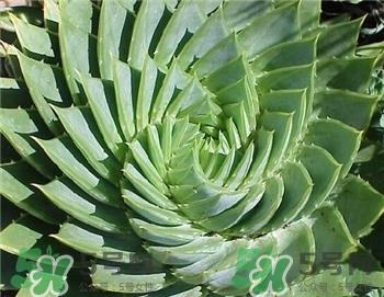 新鲜芦荟怎么做面膜?用新鲜芦荟做面膜好吗?
