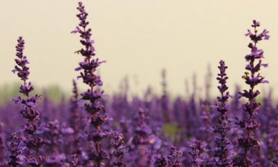 ​植物有听觉与情感吗