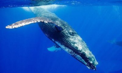 ​地球上10大最大的鲸鱼，第4个丁丁重1000斤，不少都濒临灭绝