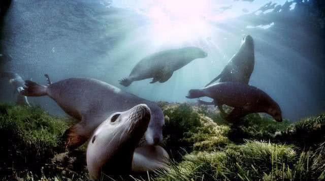 地球上是否可能存在过体长超过100米的生物？为什么？