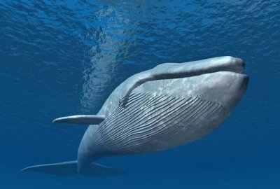​地球上是否可能存在过体长超过100米的生物？为什么？