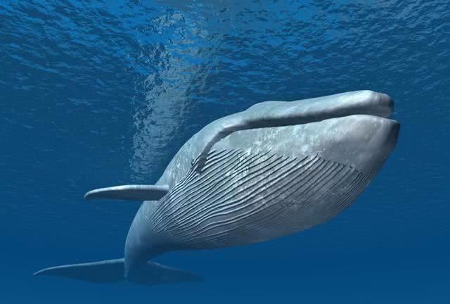 地球上是否可能存在过体长超过100米的生物？为什么？