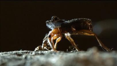 世界上最接近「会喷火」的生物，没想到是它...