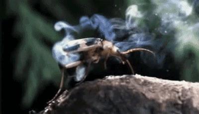世界上最接近「会喷火」的生物，没想到是它...