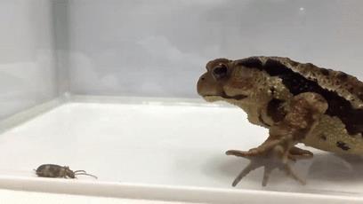 世界上最接近「会喷火」的生物，没想到是它...