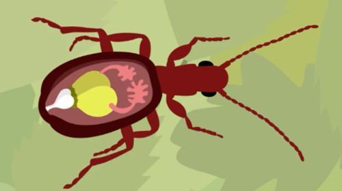 世界上最接近「会喷火」的生物，没想到是它...