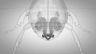 世界上最接近「会喷火」的生物，没想到是它...
